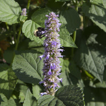 Load image into Gallery viewer, Sow The Magic - Assorted Flower Seeds