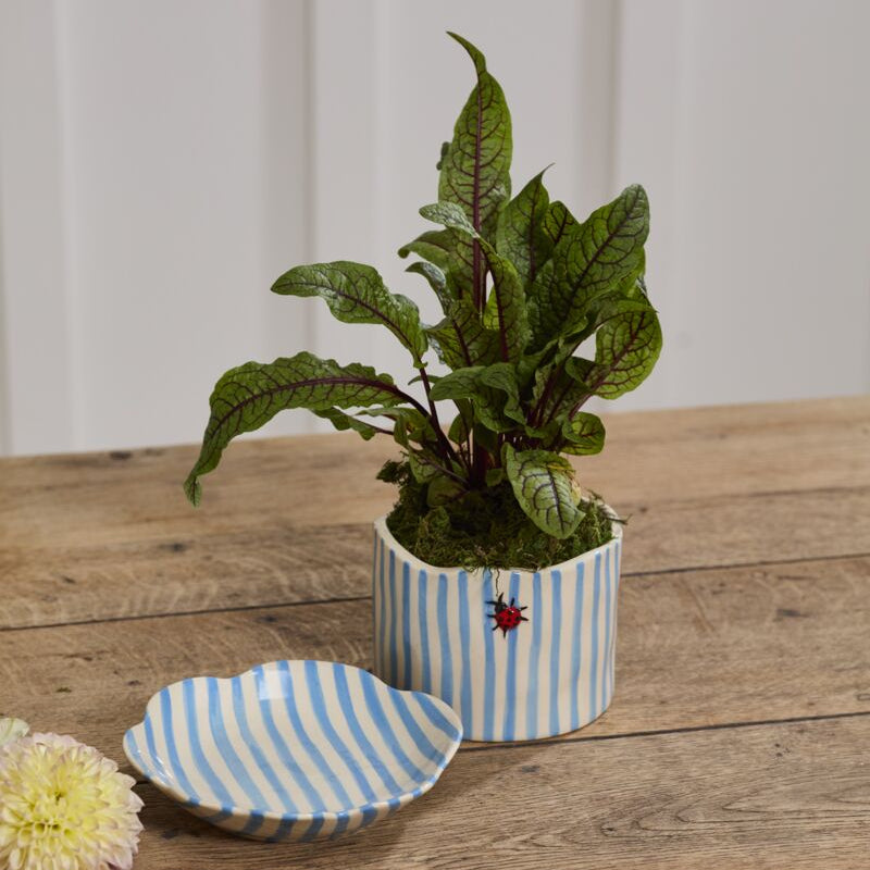 jade plant pot Jade Plant 4