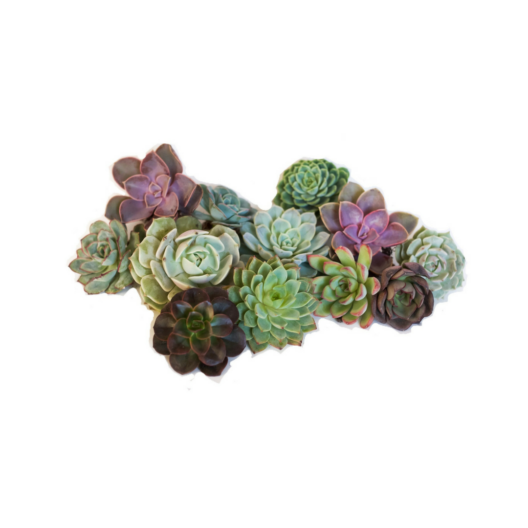Maintaining Your Succulents