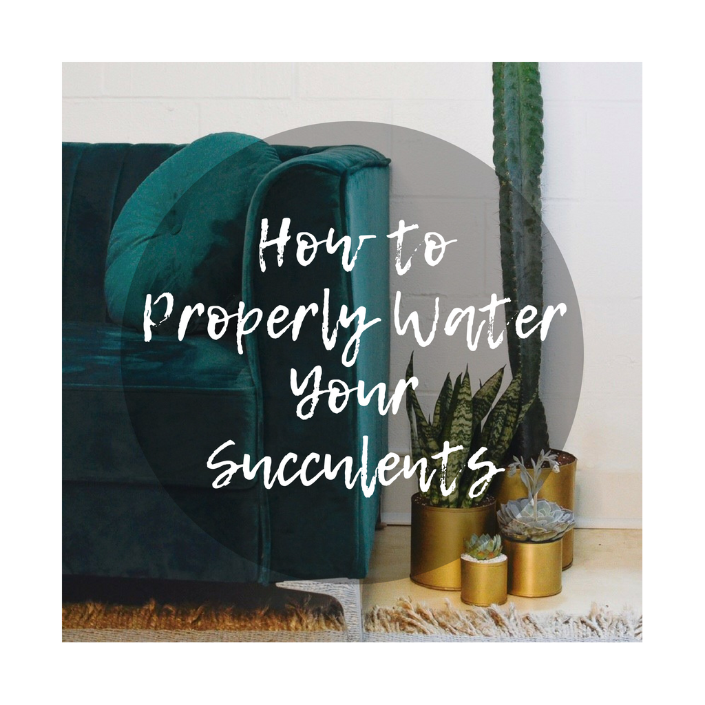 How to Properly Water Your Succulents