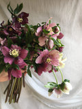 Hellebore