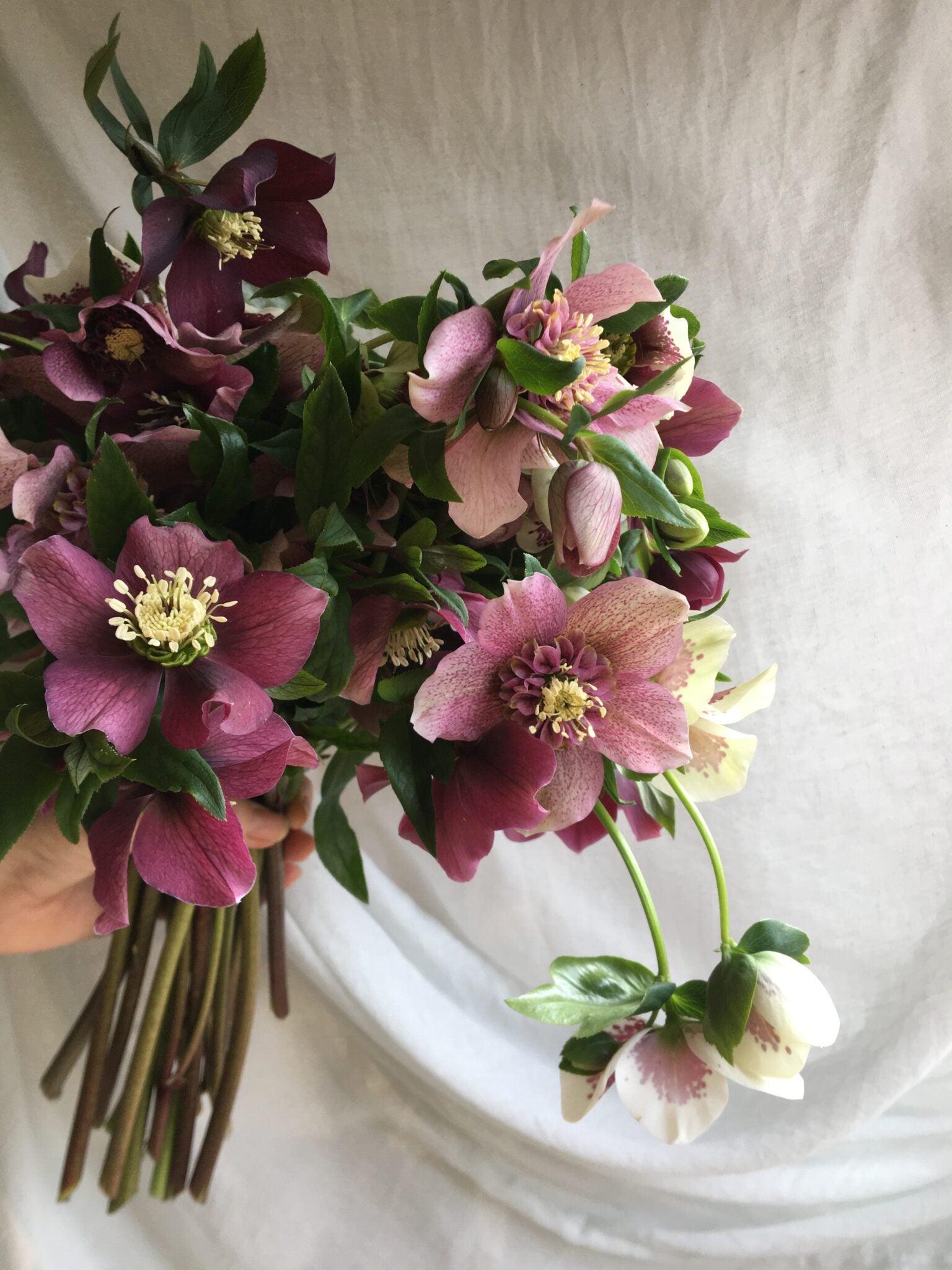 Hellebore