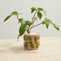 Potted plant with green leaves in a decorative pot with decorative olives on a light surface.