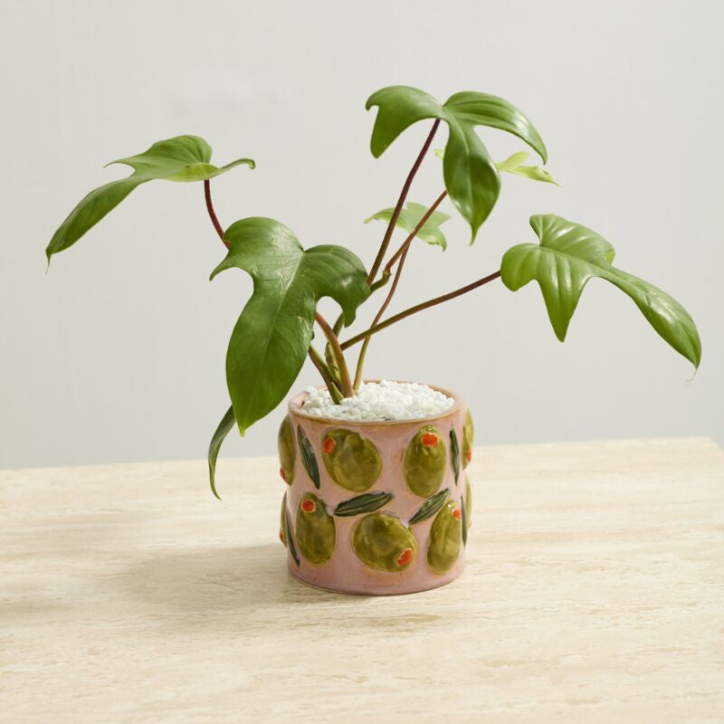 Potted plant with green leaves in a decorative pot with decorative olives on a light surface.