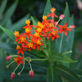 Asclepia (Butterfly Milkweed)