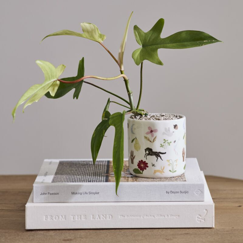 A potted houseplant with green leaves sits in a unique and trendy planter. The planter is white with a delicate multicolor floral, horse, fruit, flower and bird illustration pattern.