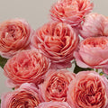 Close-up of pink roses with a soft background