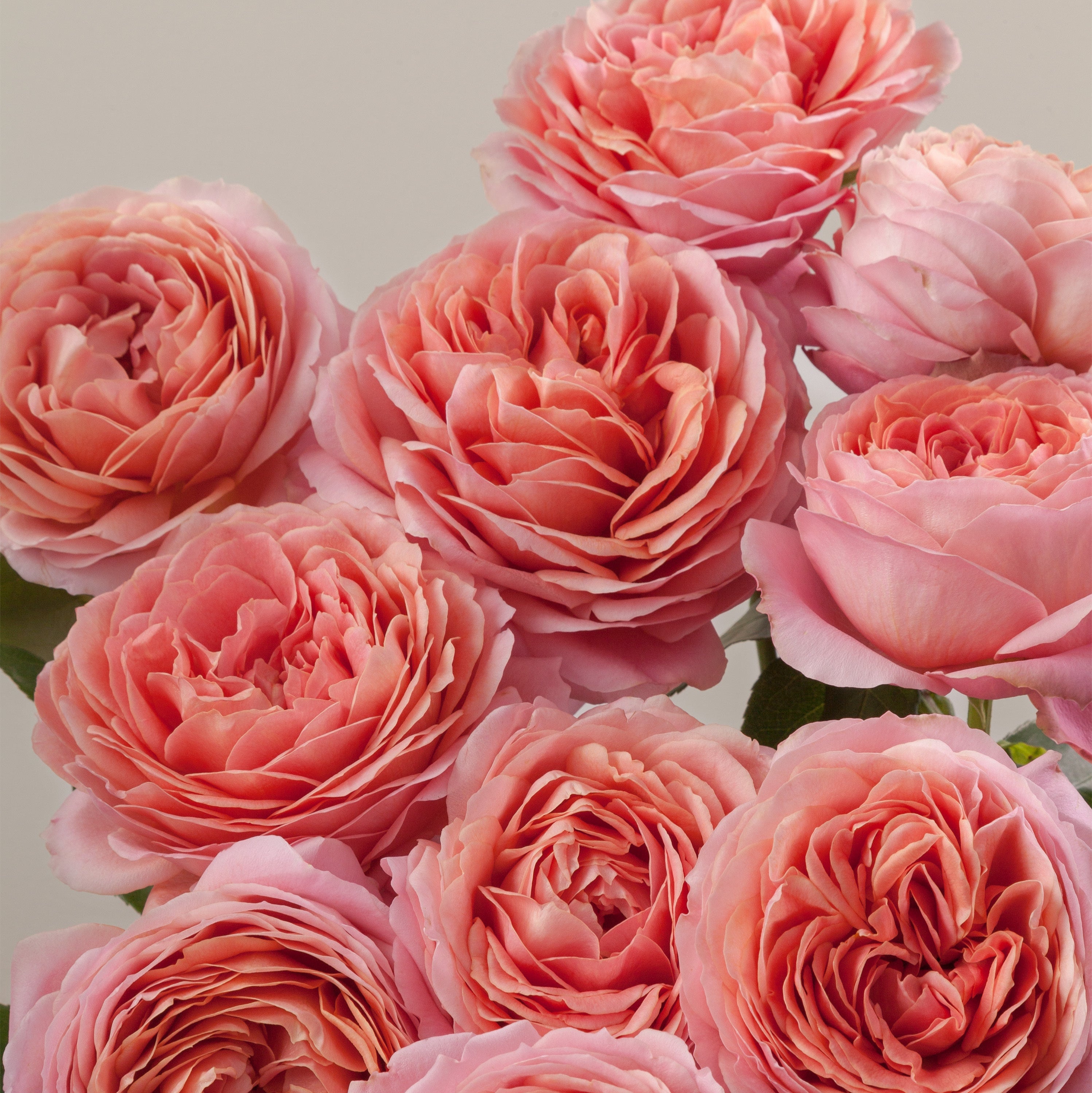 Close-up of pink roses with a soft background