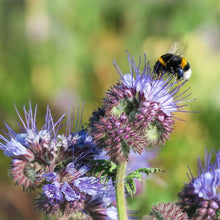 Load image into Gallery viewer, Sow The Magic - Assorted Flower Seeds
