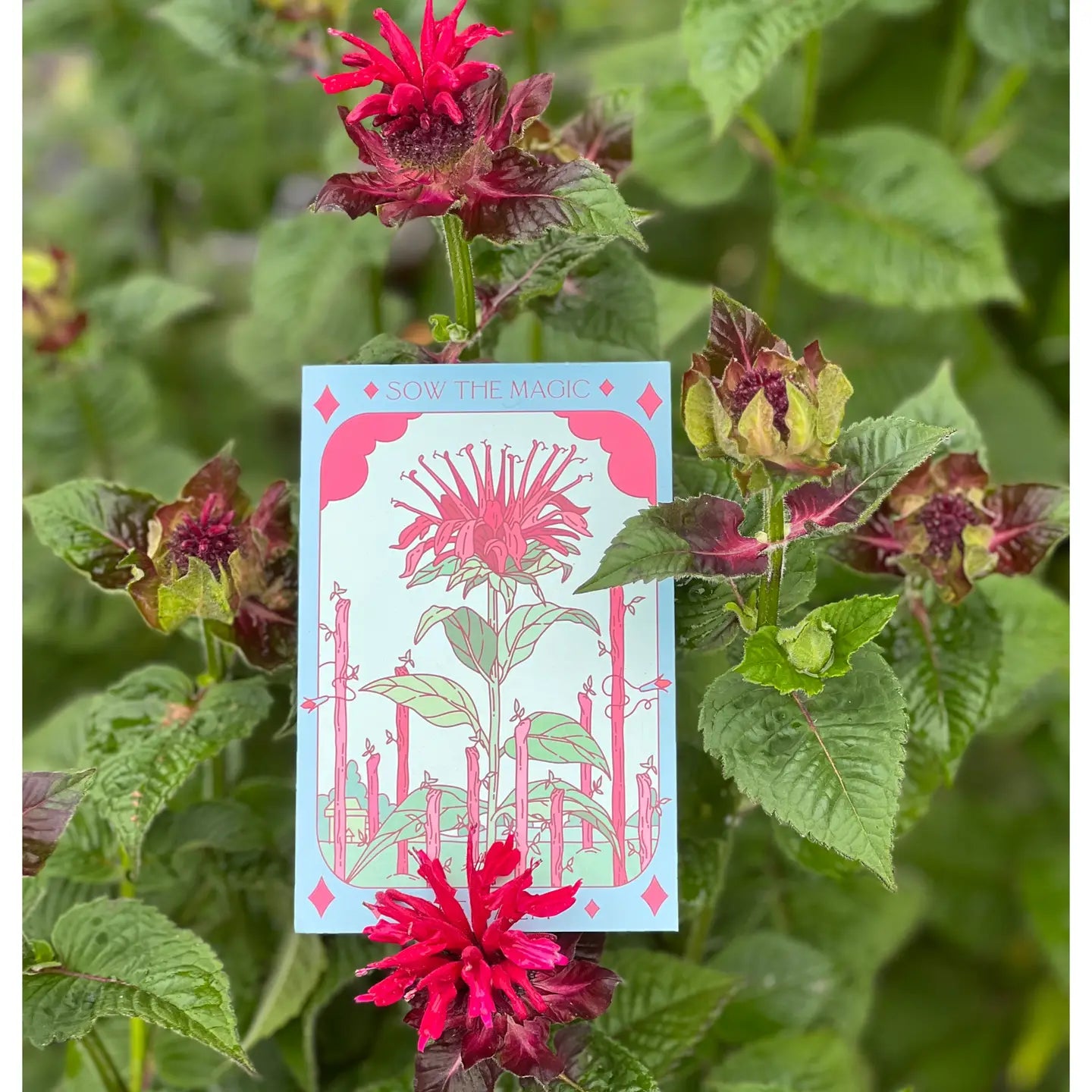 magic flower seeds Sow The Magic