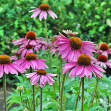 Load image into Gallery viewer, Sow The Magic - Assorted Flower Seeds
