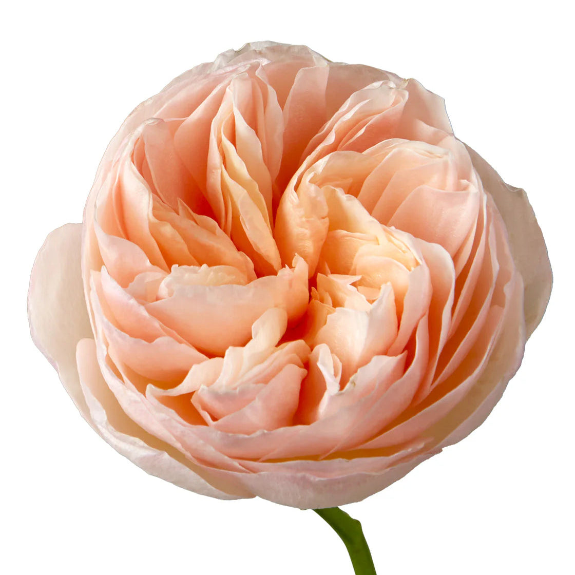 Garden Rose - Assorted