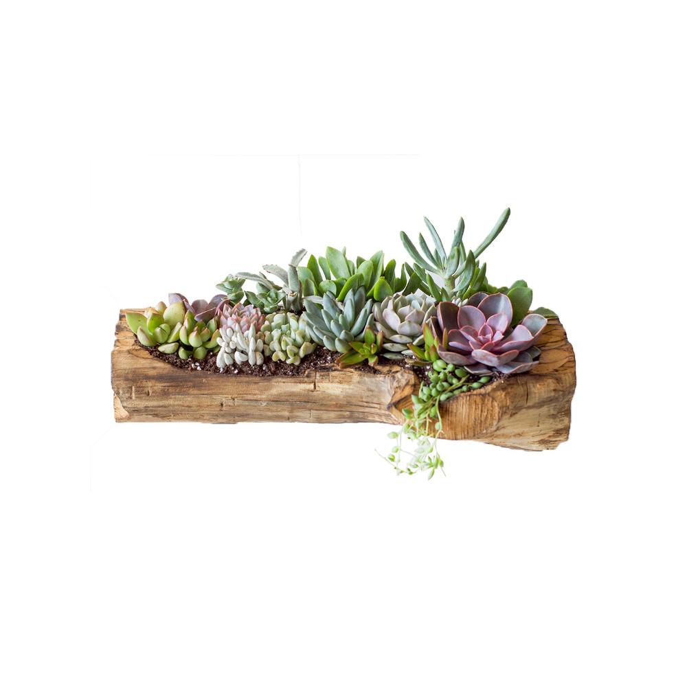 Driftwood Arrangement