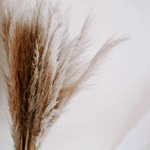 Pampas Grass