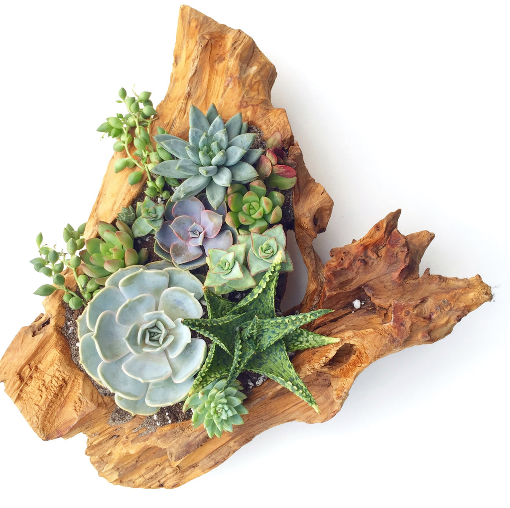 Driftwood Arrangement